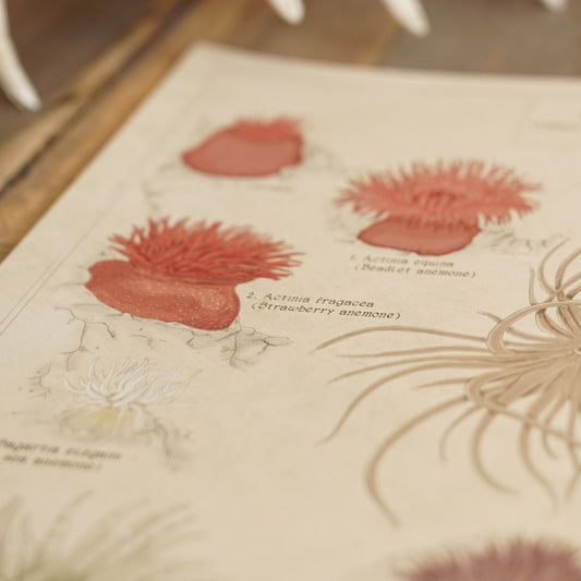 Printing the Anemones Artwork.