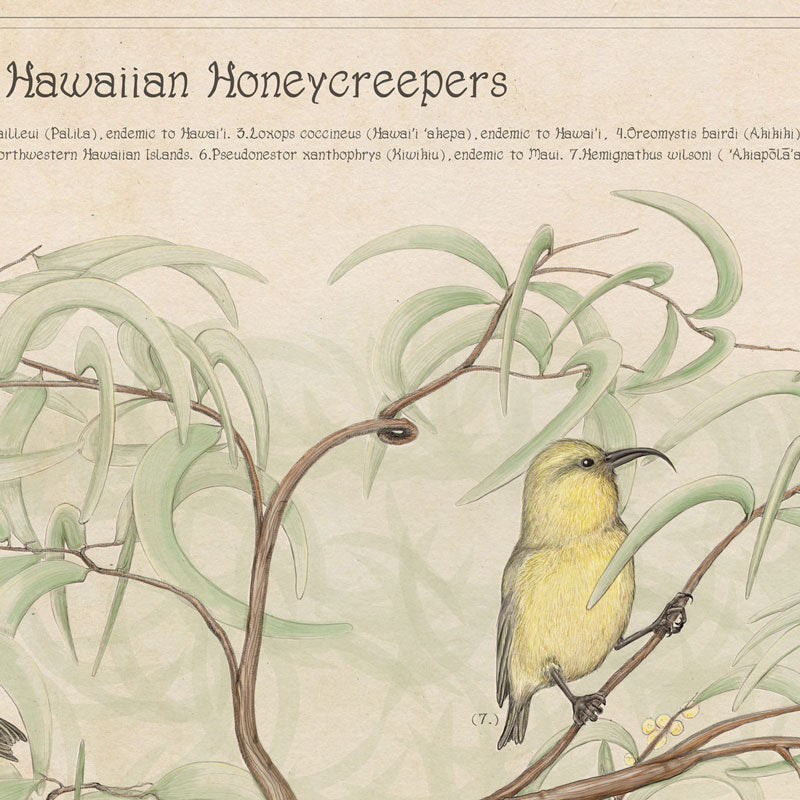 HAWAIIAN HONEYCREEPERS