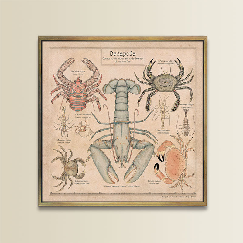 DECAPODA PRINT