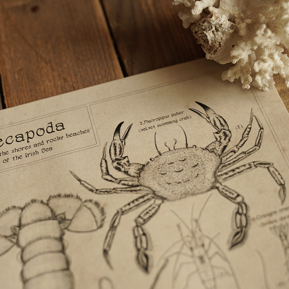 DECAPODA B&W PRINT