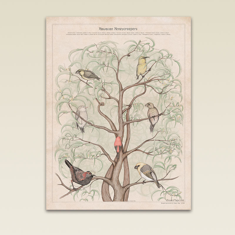HAWAIIAN HONEYCREEPERS
