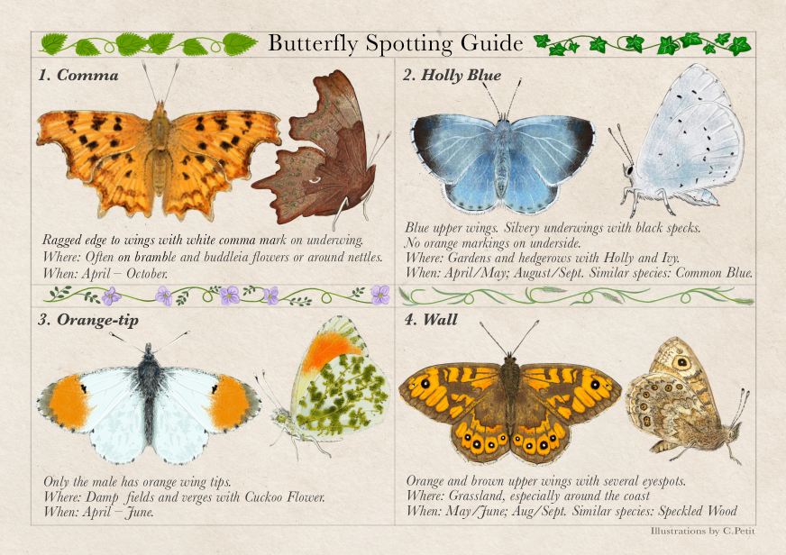 Butterfly season is here!