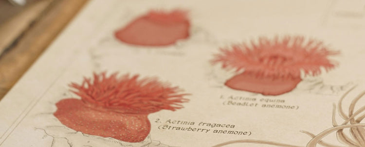 The Mind-blowing World of Asexual Reproduction in Anemones. – Royale ...