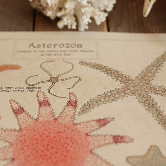 Rockpool collection: Asterozoa.