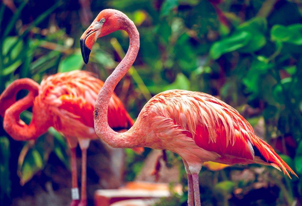 Map of Florida: to flamingo or no flamingo?