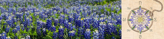 Texas Bluebonnet: Symbolism, Seasons, and Surprising Remedies!