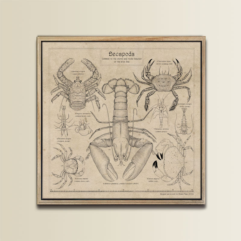 DECAPODA B W PRINT Royale Maps Cartography decapoda-b-w-print-royale-maps-cartography